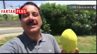 گزارش موبایلی معصومی‌نژاد درباره میوه بالنگ