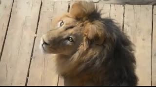 باغ وحش ارم