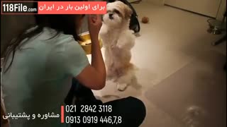 چگونه یک توله سگ شیتزو رو تربیت  کنیم