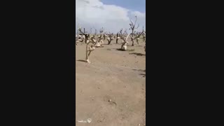 باغ سنگی سیرجان
