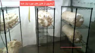 چکار کنیم قارچ هامون بهتر رشد کنه