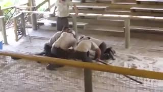 بازی های ترسناک با تمساح