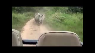 حمله کرگردن به خودروها