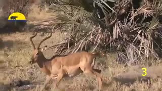 صحنه هایی شگفت انگیز از نجات حیوانات توسط حیوانات دیگر