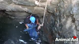 نجات یک سگ درمانده