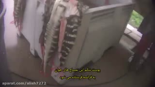 تصاویری تاسف آور از کشتارگاه تمساح