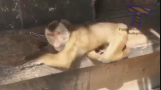 صحنه های خنده دار از حیوانات