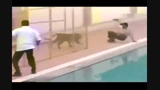 عاقبت نزدیک شده به حیوانات وحشی