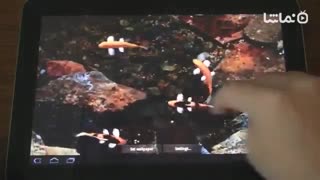 Koi Free Live Wallpaper