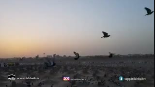 تفاوت کبوتر های حرم-آیتم با کاروان 30 تیر ماه 1398