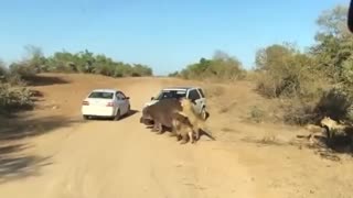 حمله حیوانات وحشی به انسان