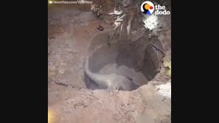 فیلی که برای نجات بچه اش به انسانها پناه آورده!