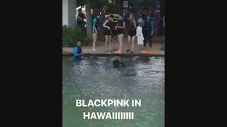 بلک پینک در hawaii آمریکا