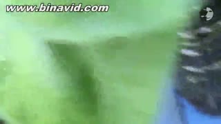 نحوه پرورش سیب زمینی در خانه