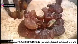 درمان قطعی دیسک کمر