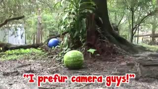 هندوانه خوردن حیوانات وحشی!