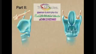 آناتومی حنجره (Anatomy of the larynx) | کلینیک گفتاردرمانی  توان گستر البرز