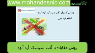روشهای مبارزه با آفت شپشک آرد آلود
