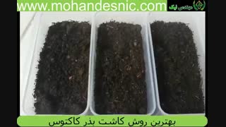 بهترین روش کاشت بذر کاکتوس 2019