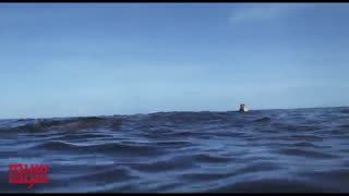 سکانس غم انگیز «دورافتاده»