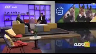 گوشت‌های آلوده در مشهد، مربوط به نگهداری نامناسب گوشت بوده است