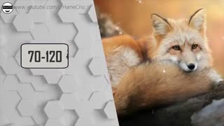 حیوان محافظ شما چیست؟