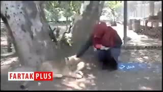 وقتی بازی با دم شیر برای کشور ارز آور می‌شود