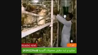 درمان  قطعی ویتیلیگو عصر جدید