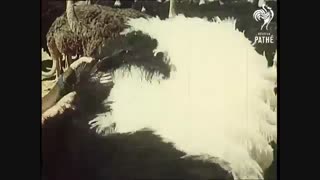 پرورش شترمرغ در افریقا