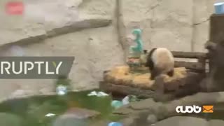 پاندای پوتین ۳ ساله شد