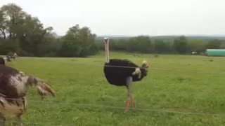 مزرعه پرورش  شترمرغ در امریکا