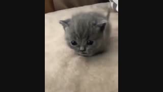 من از اینا می خواااااااااام