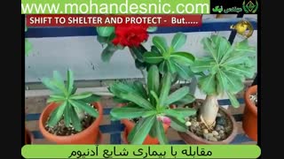 آموزش تصویری شناسایی و مقابله با آفات آدنیوم