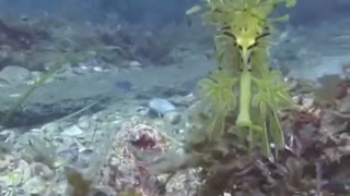 شگفتیهای کف دریا-موجودات عجیبی که در بستر دریا،یا اقیانوس زندگی میکنند-2