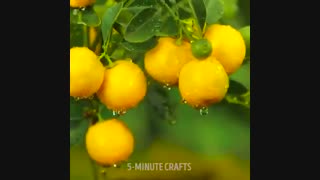 23 GENIUS IDEAS FOR YOUR GARDEN