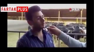 گوشت در گاوداری ۲۰ تومان در قصابی ۱۰۰ تومان!