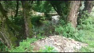 دهستانی در دهنه‌ی دره‌ای جنگلی با خانه هایی در دل درخت ها