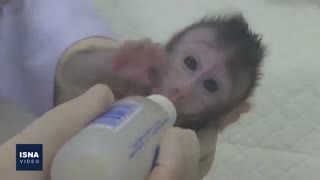 تلفیق انسان و حیوان، امیدی برای تولید اعضای بدن