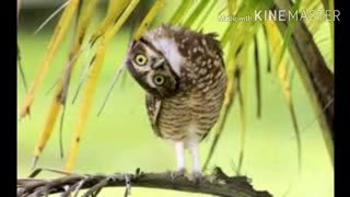 چالش سوالات عجیب و غریب