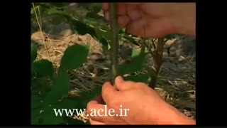 دو روش اصولی پیوند زدن درخت گردو