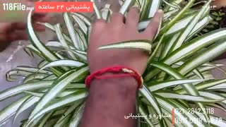 آموزش پرورش گل و گیاه روش انتشار گل گندمی