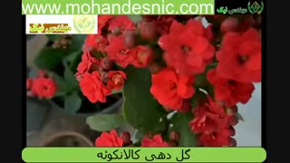 تحریک به گلدهی کالانکوئه