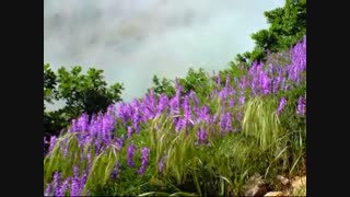 آهنگ بهاران خجسته باد