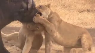 15 شیر و 3 کفتار در حال زنده خوردن بوفالو