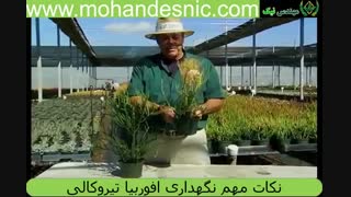 نکات مهم نگهداری افوربیا تیروکالی