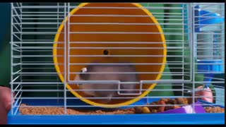 دانلود دوبله فارسی انیمیشن The Secret Life of Pets 2 2019