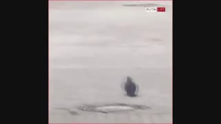 کفتر فهمیده