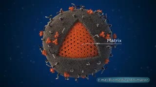 مدل سه بعدی ویروس HIV
