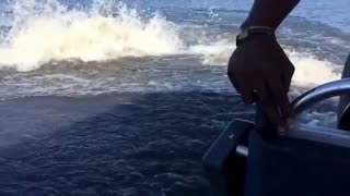 وقتی حیوانات وحشی رو شارژ بکنی!