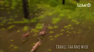 Deer of the Forest